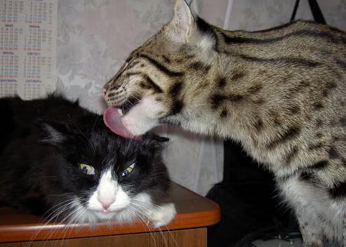 国家荣耀VS资本角斗场,纳达尔如何用年终高光碾压戴维斯杯的神话