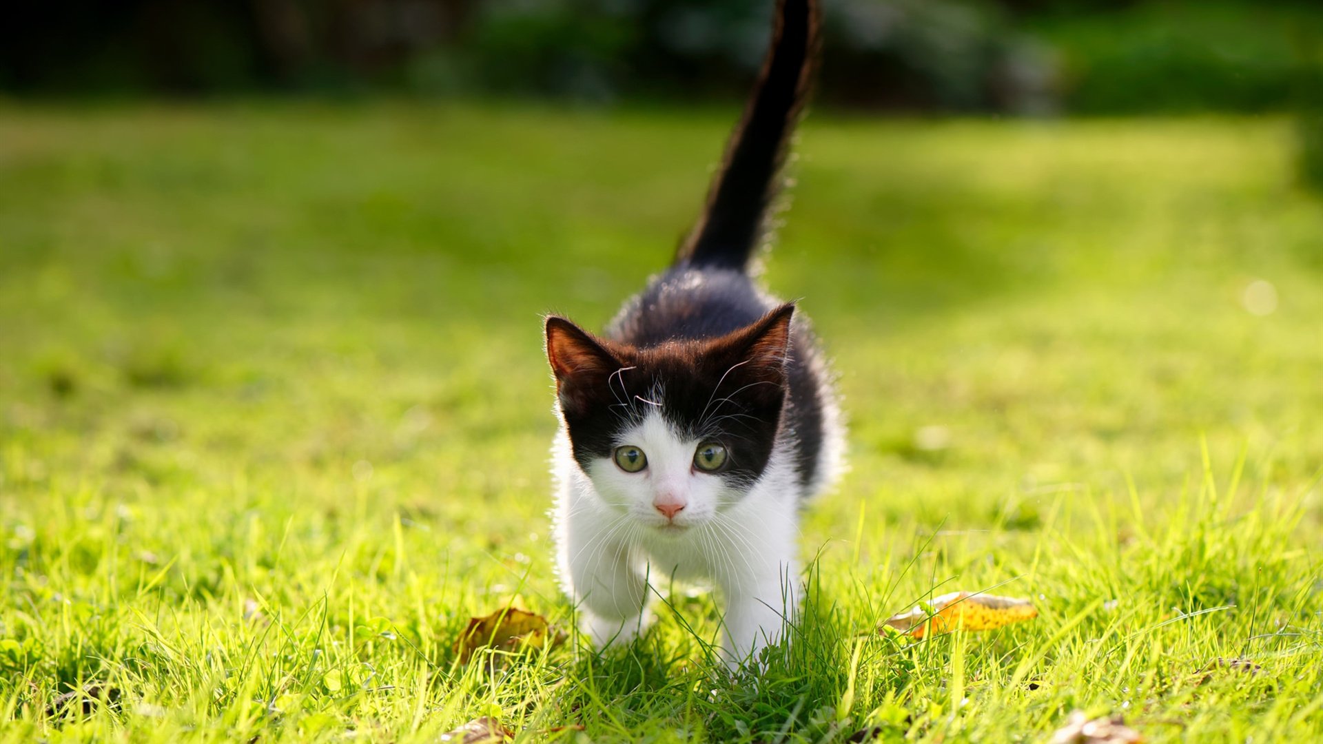 门神变阵眼,奥纳纳一人搅动风云,蓝黑风暴单节断电击碎希腊神话