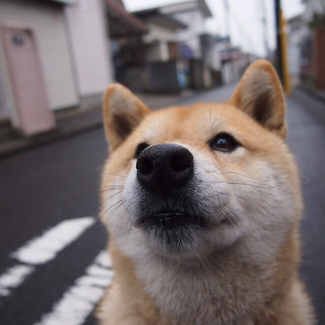 巴西提前终结悬念南非,萨拉赫关键先生改写战局