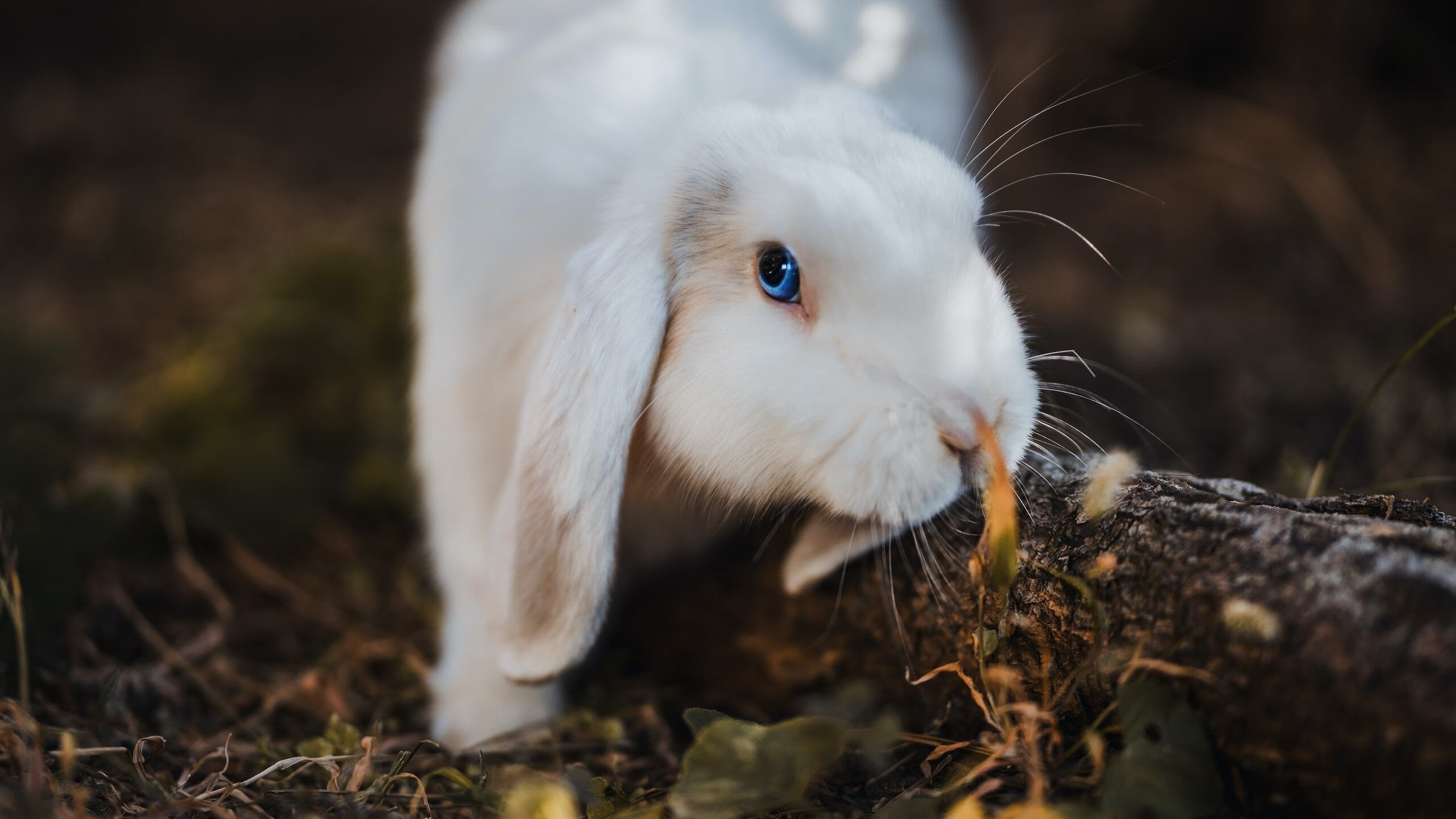星光璀璨！姆巴佩独造三球助英格兰豪门4-0碾压皇家社会