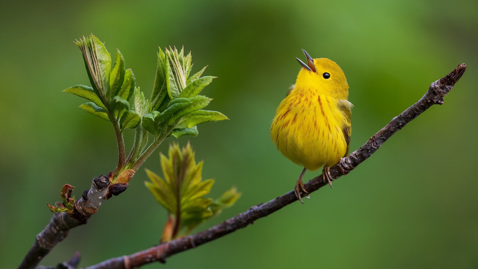冰封与炬火，当利拉德撕裂凯尔特人精心编织的防线