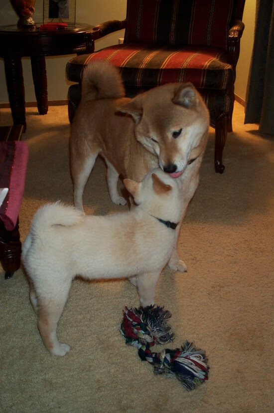 世纪交叉赛,短跑王国的绿茵闪电击穿兵工厂—当牙买加加速成为一种哲学,内马尔的桑巴夜便是答案