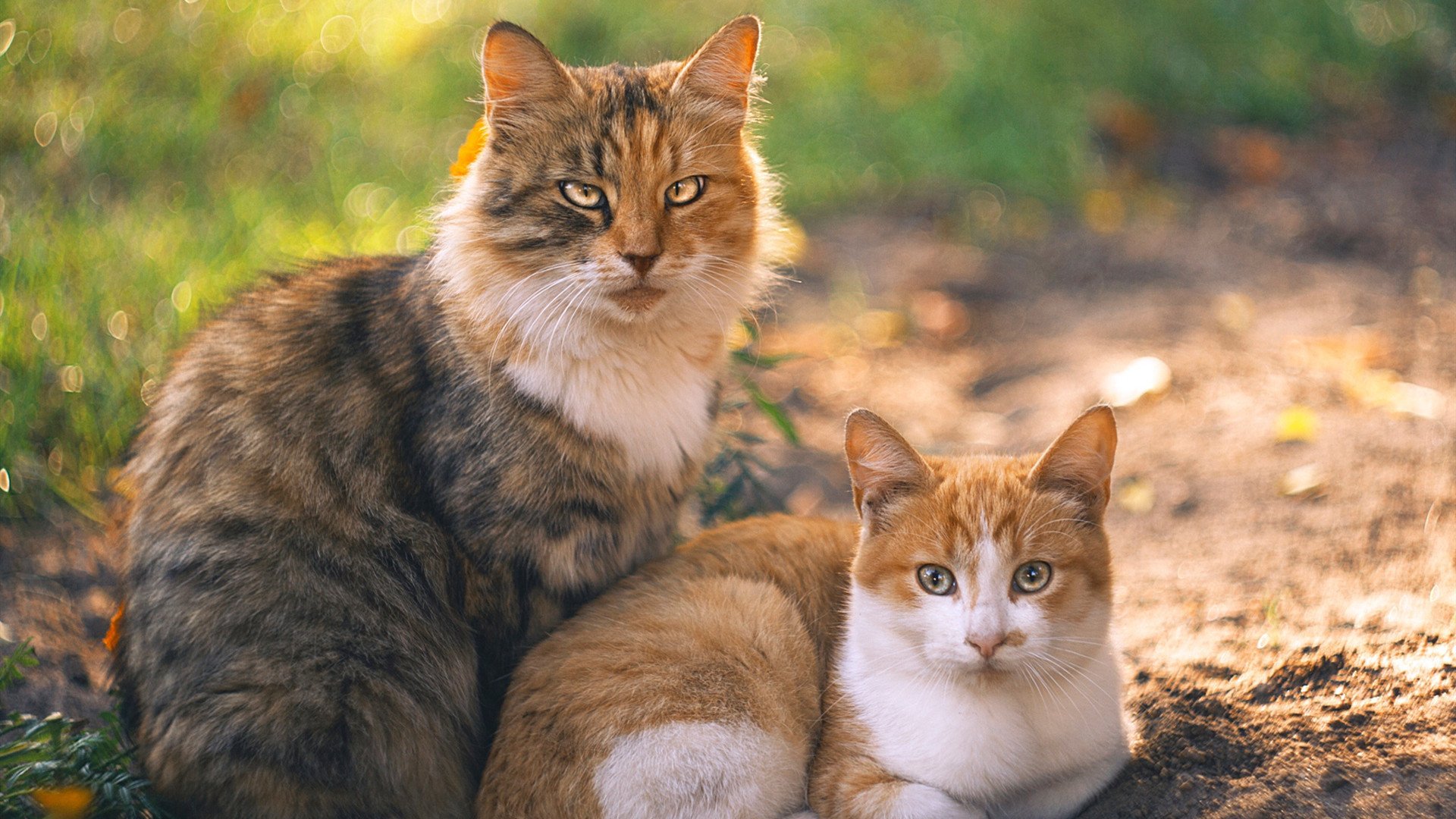 防守艺术巅峰,杰伦格林锁死对手,新疆队跨洋力克骑士
