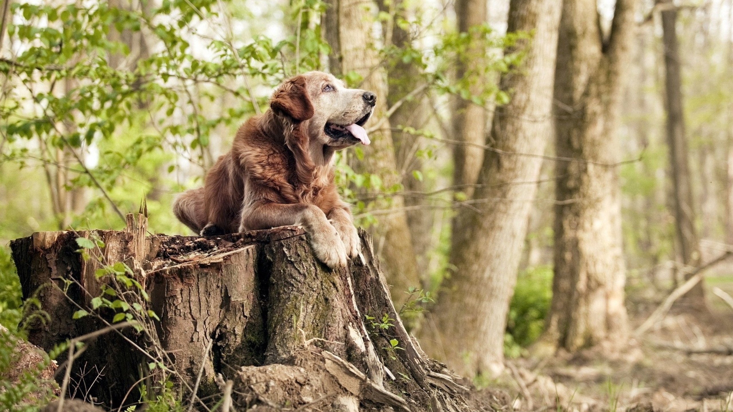替补奇兵独造三球,加时鏖战!新西兰险胜阿尔及利亚