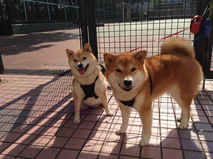 绝境王者的弧线，巴雷拉一记穿云箭，洪都拉斯鏖战逼平贝蒂斯