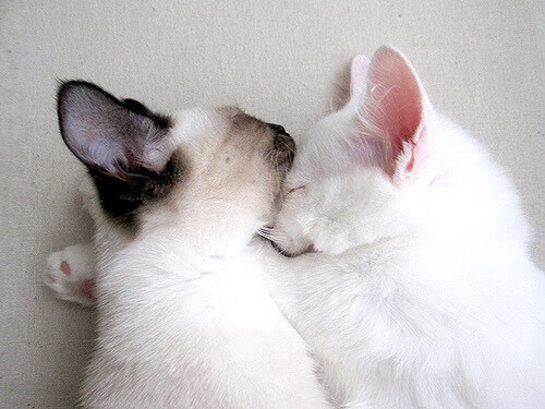 当伪神遇真神,文班亚马用一场关键战完成成人礼