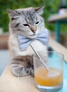 葡萄牙炽焰灼穿黄色铁幕!帕尔默单骑破阵,定义速胜美学