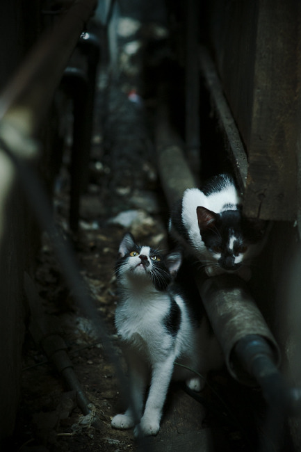 铁壁阿劳霍终结25年魔咒!多特蒙德三军用命稳稳拿下英格兰豪门