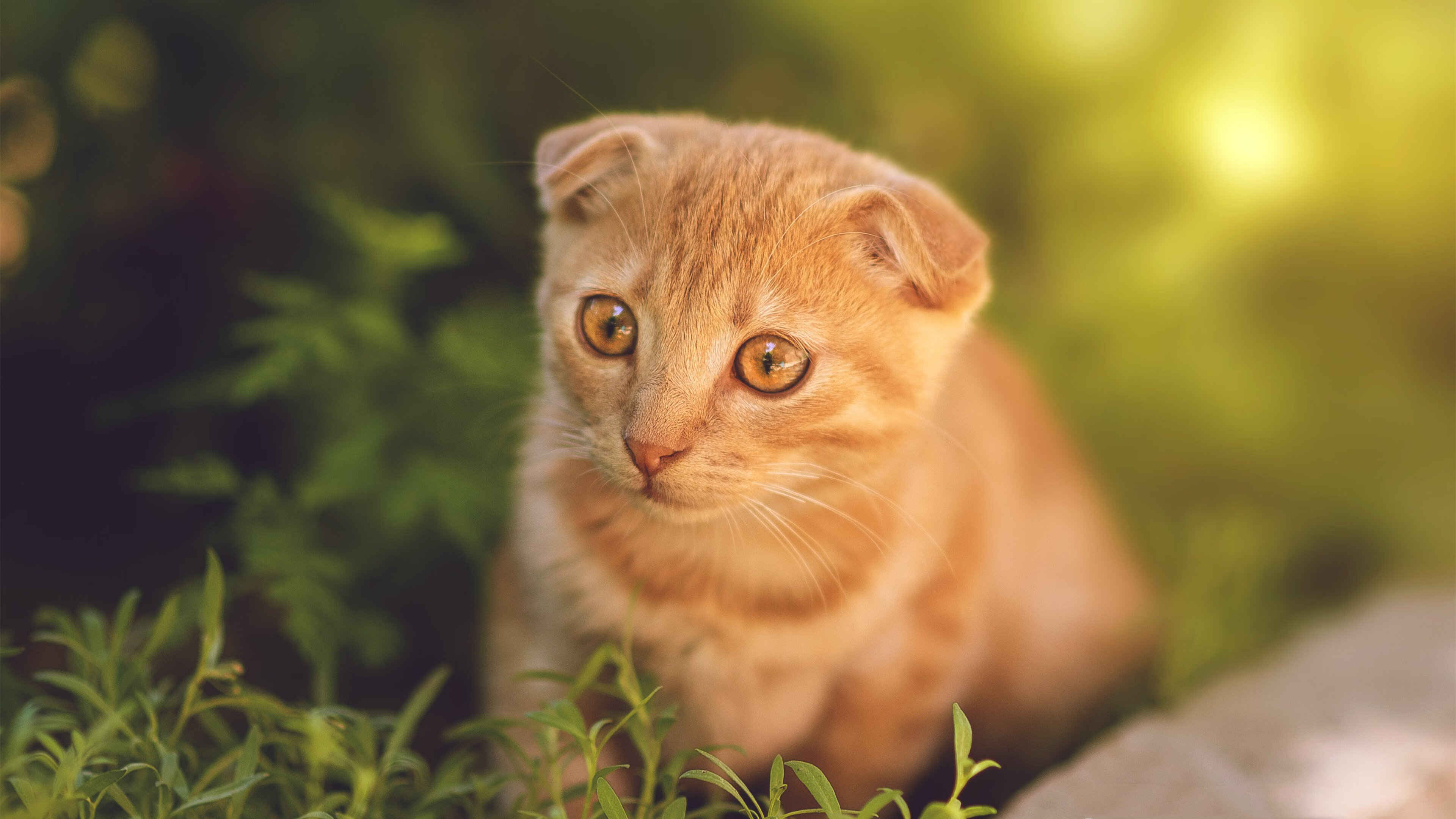 暗夜独火,美加墨世界杯之夜的马克西,与那副燃尽自己的脊梁