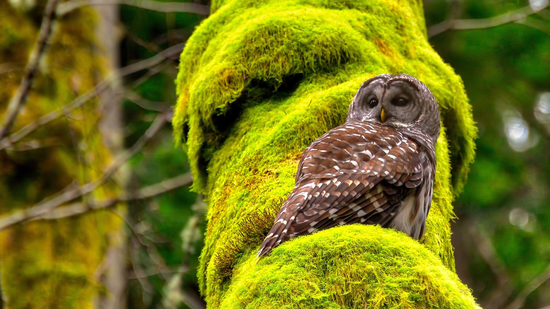 宿命对决日，梅西神性逆袭，冰岛铁蹄踏碎权杖黄昏