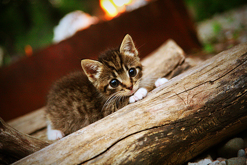 维度融合!2199年篮球元宇宙,约基奇0.1秒绝杀上海队