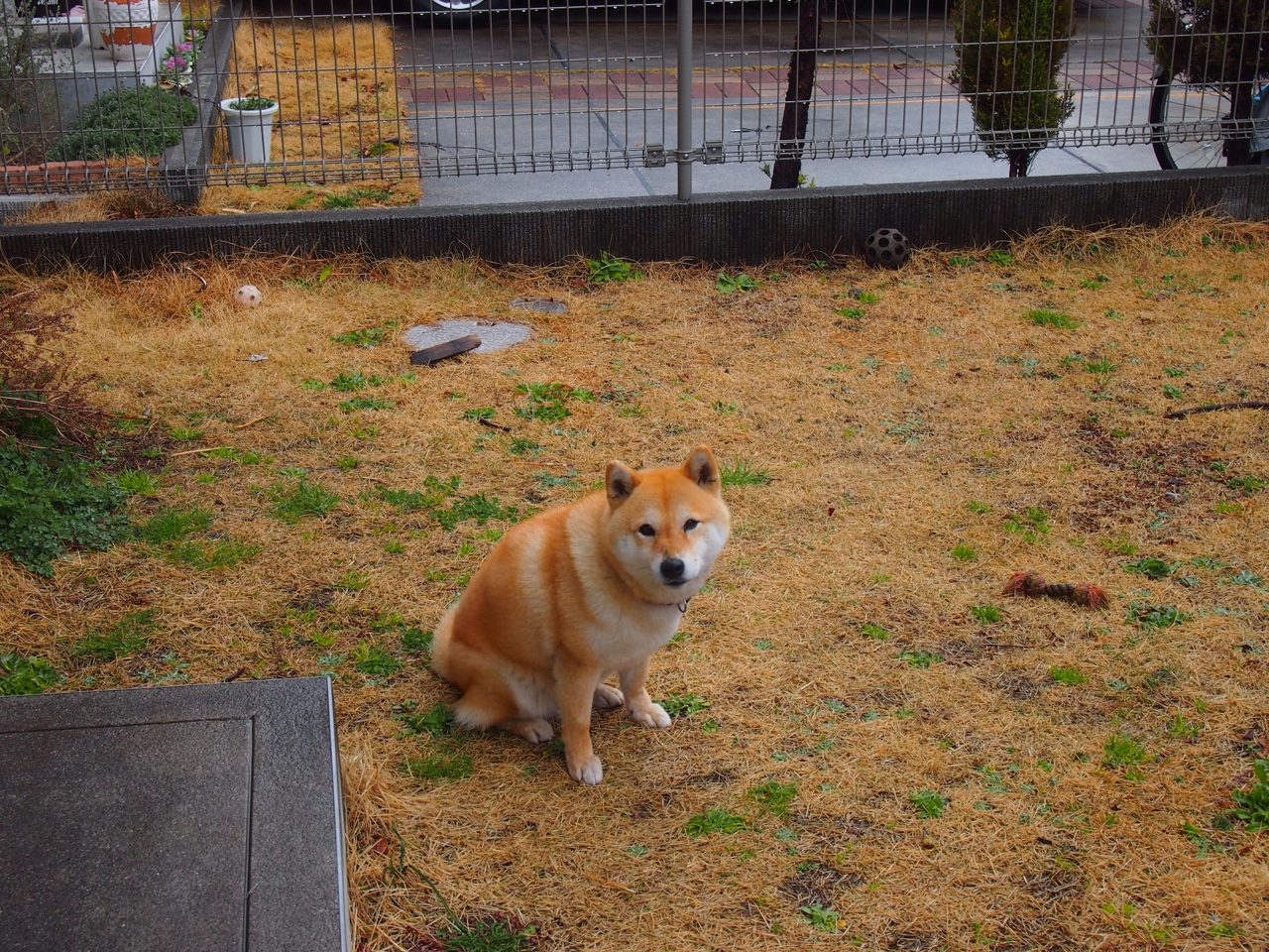 跨越时区的关键先生，雄鹿末节撕裂辽宁，东契奇再造传奇