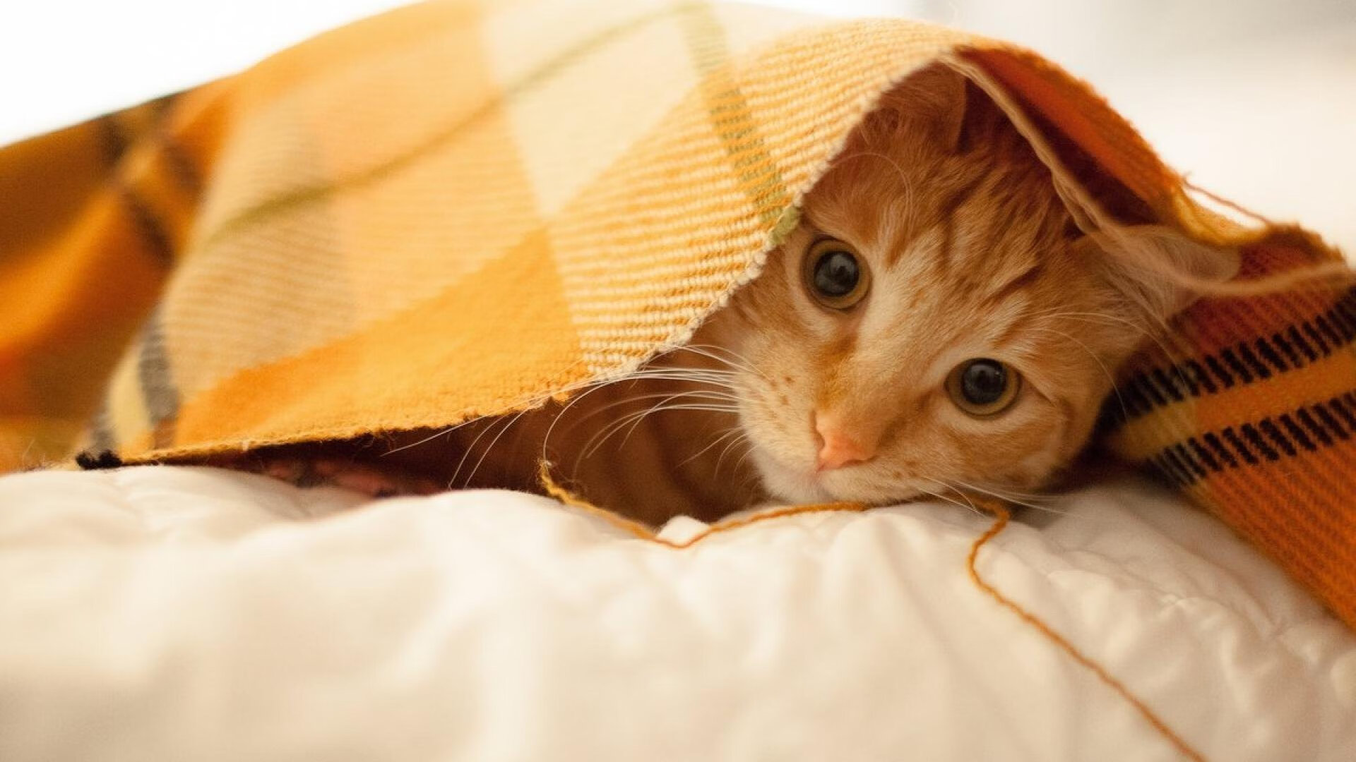 熔炉淬火，奥运周期下的压哨绝杀与战术启示