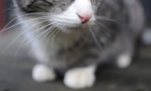 传奇的黄昏?不,是永恒的统治!苏亚雷斯一肩挑落突尼斯与多特蒙德