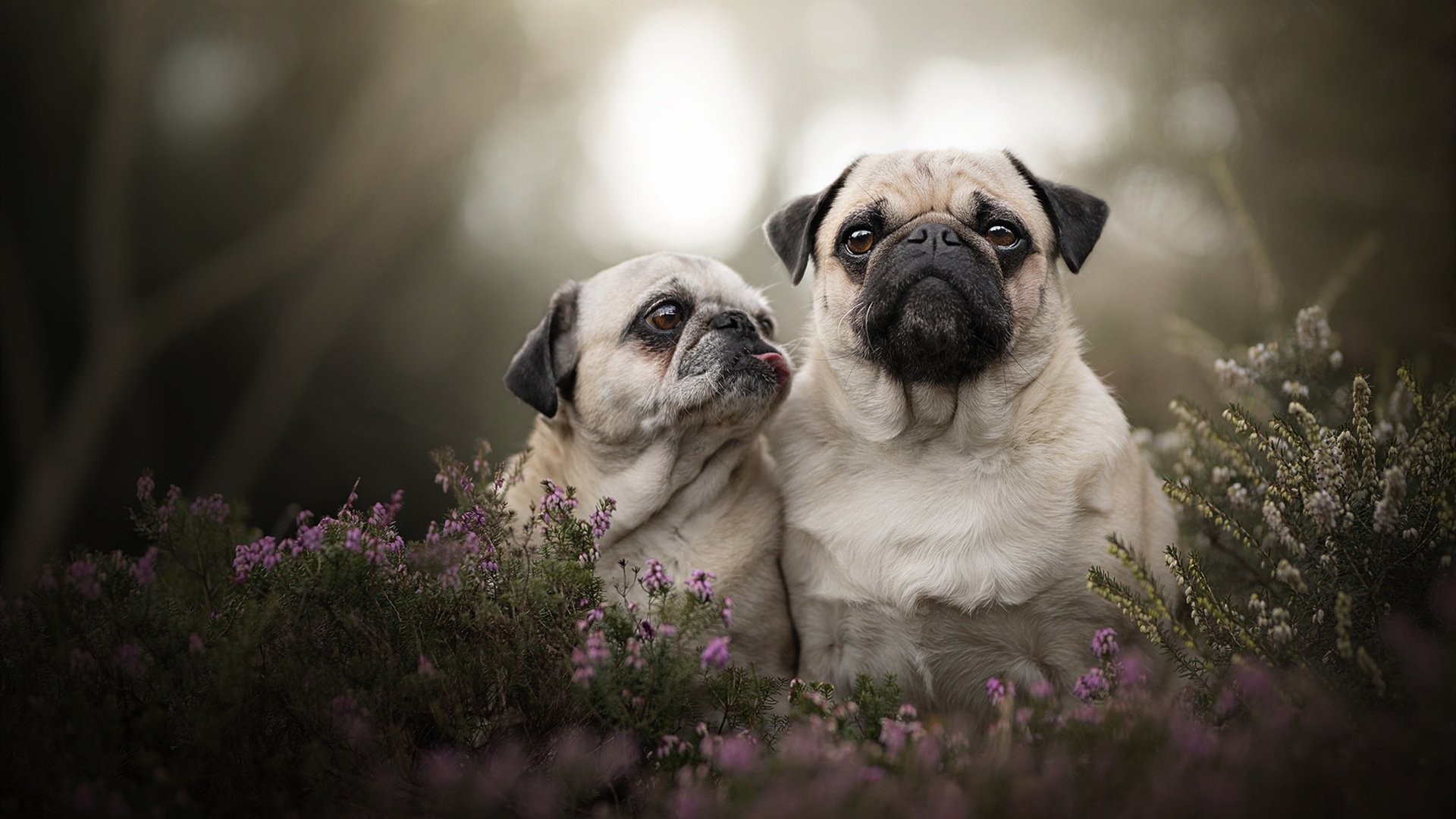 冰与火之歌，雷恩中场魔法师如何用三秒定律冻结维京战吼