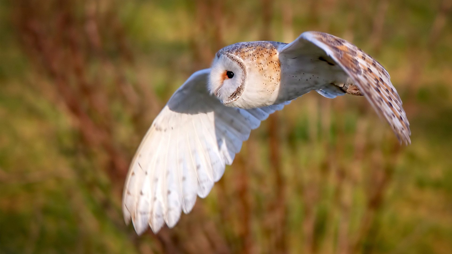 开云官网-火箭对阵活塞，哈利伯顿是棋盘上唯一的节奏大师，他让篮球变成交响乐